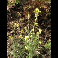 Herbe de Jerusalem, Fibigia clypeata (fam Brassicacees) (Europe du sud, Asie mineure, Egypte) (4)
